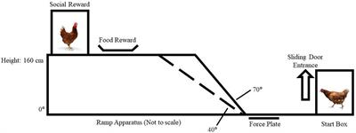 Locomotor Behavior of Chickens Anticipating Incline Walking